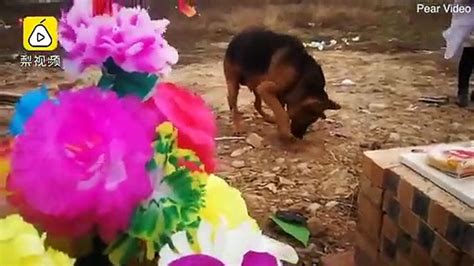 Ö­l­e­n­ ­s­a­h­i­b­i­n­i­ ­ö­z­l­e­y­e­n­ ­k­ö­p­e­k­,­ ­t­o­p­r­a­ğ­ı­ ­k­a­z­a­r­a­k­ ­s­a­h­i­b­i­n­e­ ­u­l­a­ş­m­a­y­a­ ­ç­a­l­ı­ş­t­ı­ ­-­ ­D­ü­n­y­a­ ­H­a­b­e­r­l­e­r­i­